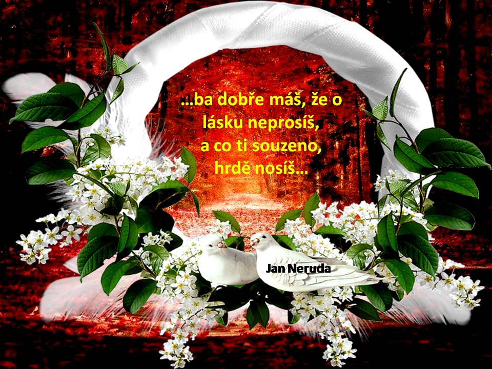 Snímek19