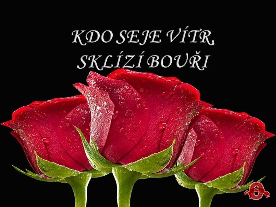 Snímek19